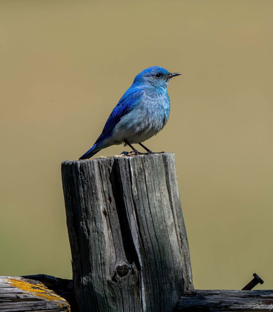 Mountain Bluebird - ML621079494