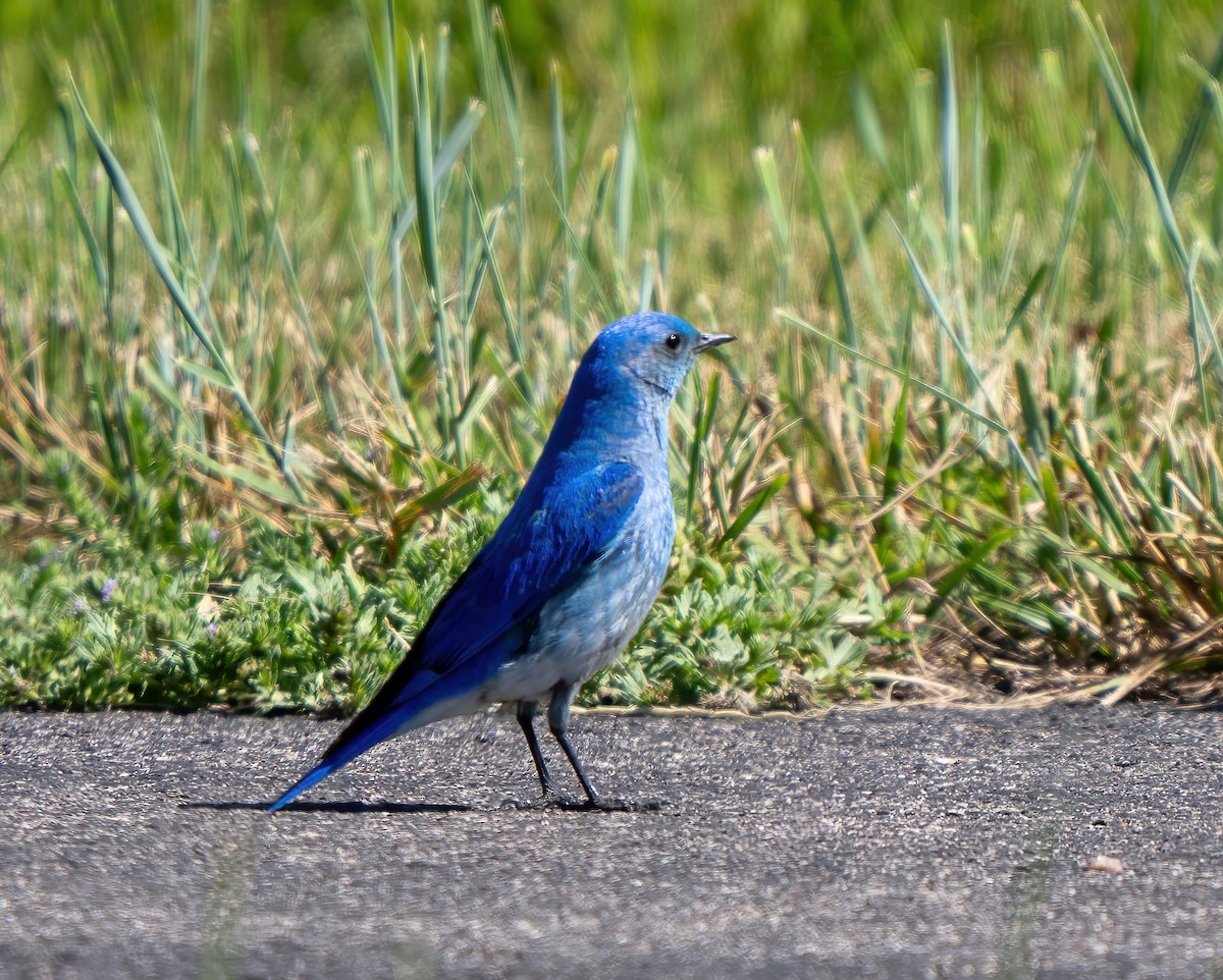 Mountain Bluebird - ML621079495