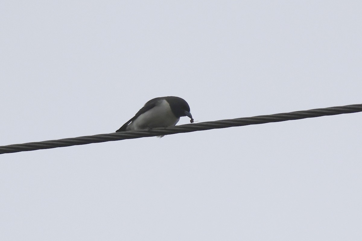 White-breasted Woodswallow - ML621079511