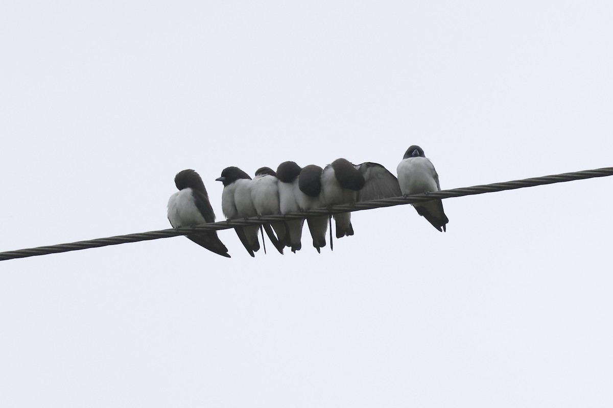 White-breasted Woodswallow - ML621079513