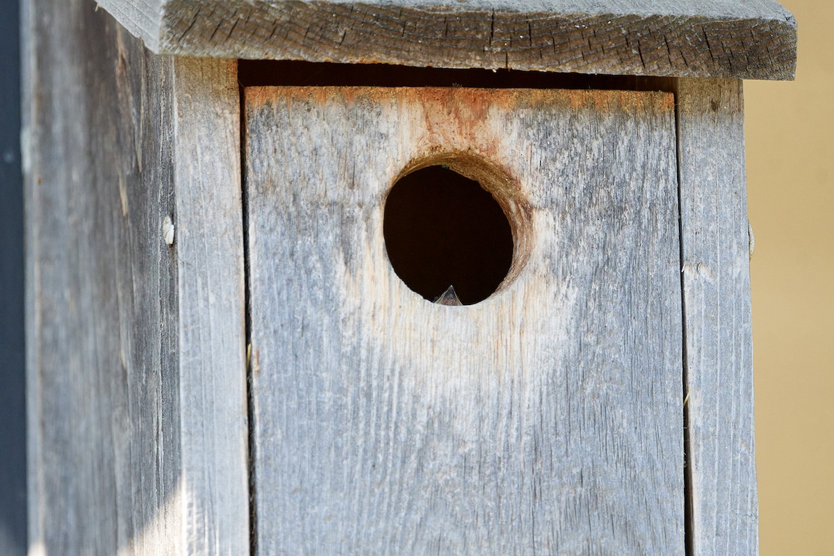 Tree Swallow - ML621079523