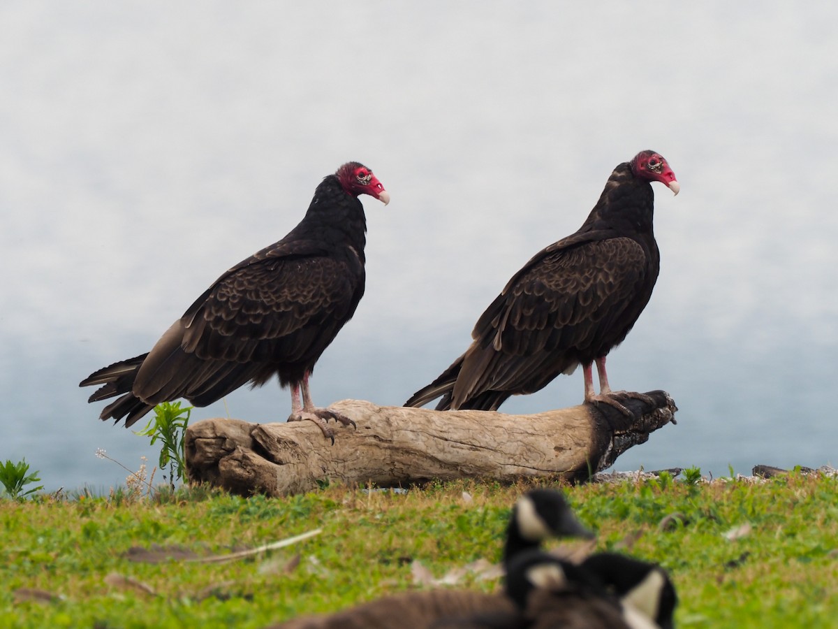 Turkey Vulture - ML621079540