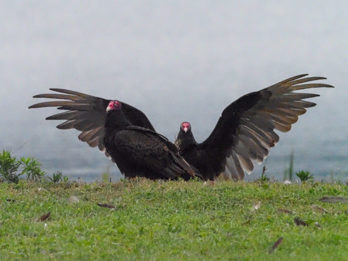 Turkey Vulture - ML621079544