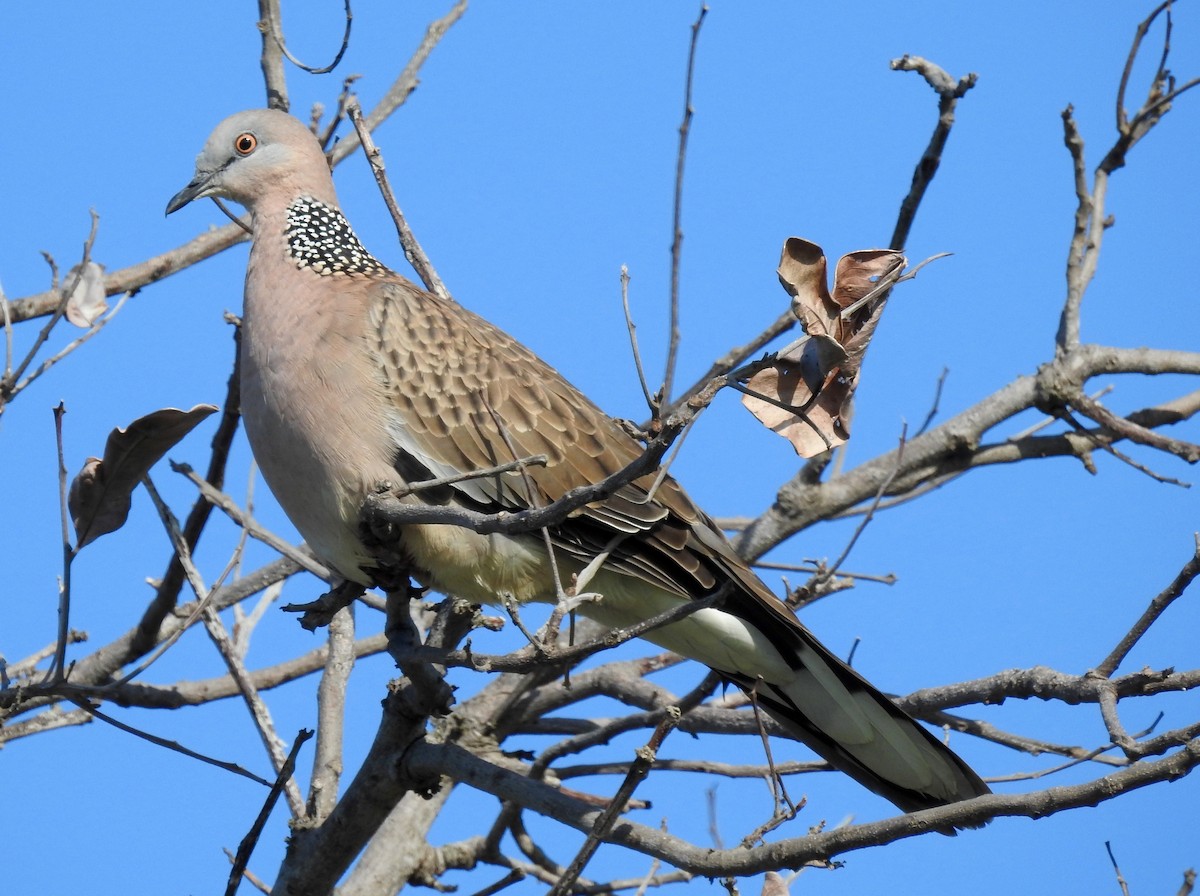 Spotted Dove - ML62107961
