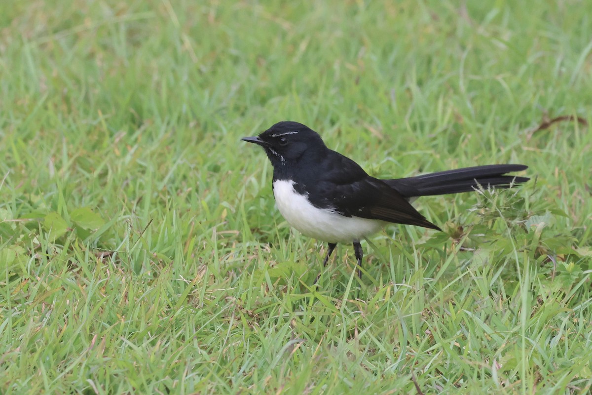 Willie-wagtail - ML621079630