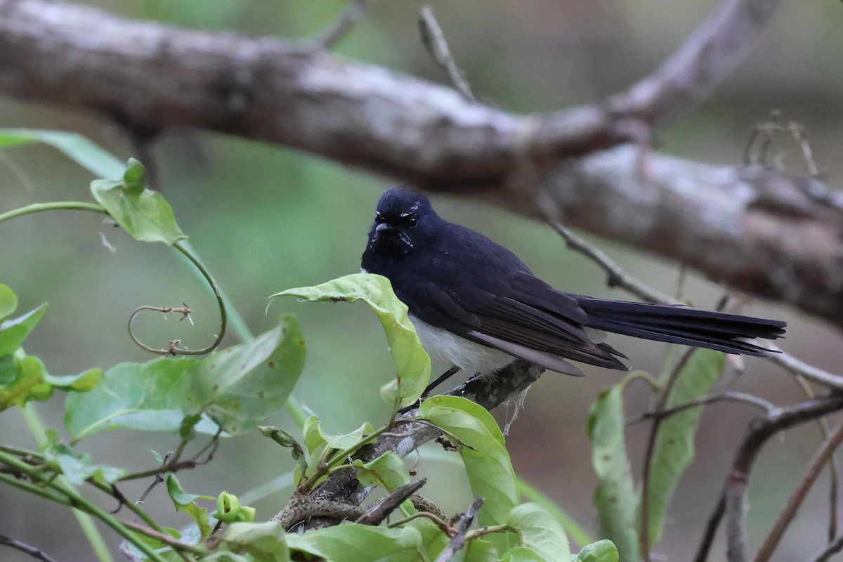 Willie-wagtail - ML621079631