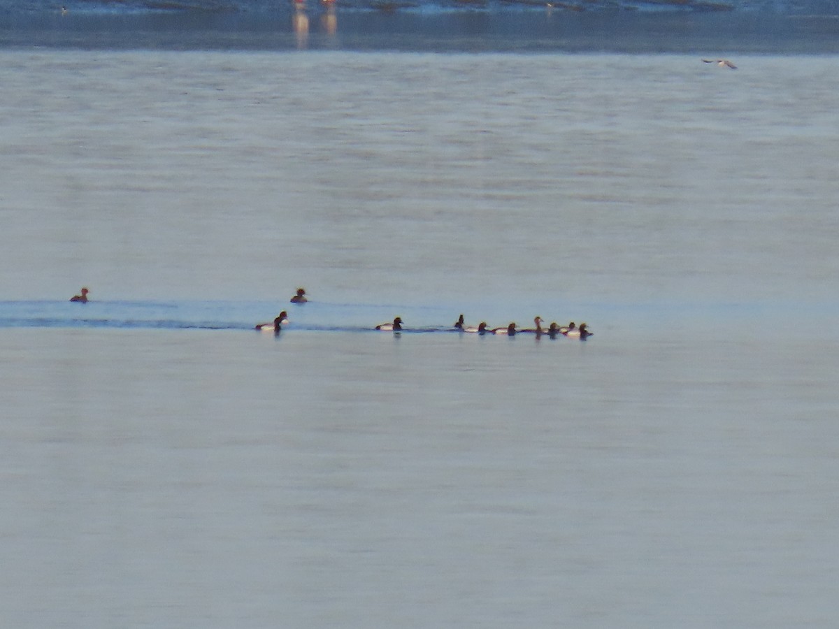 Greater Scaup - ML621079637