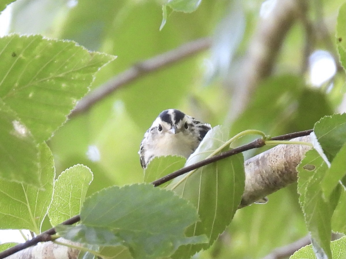 Black-and-white Warbler - ML621079641
