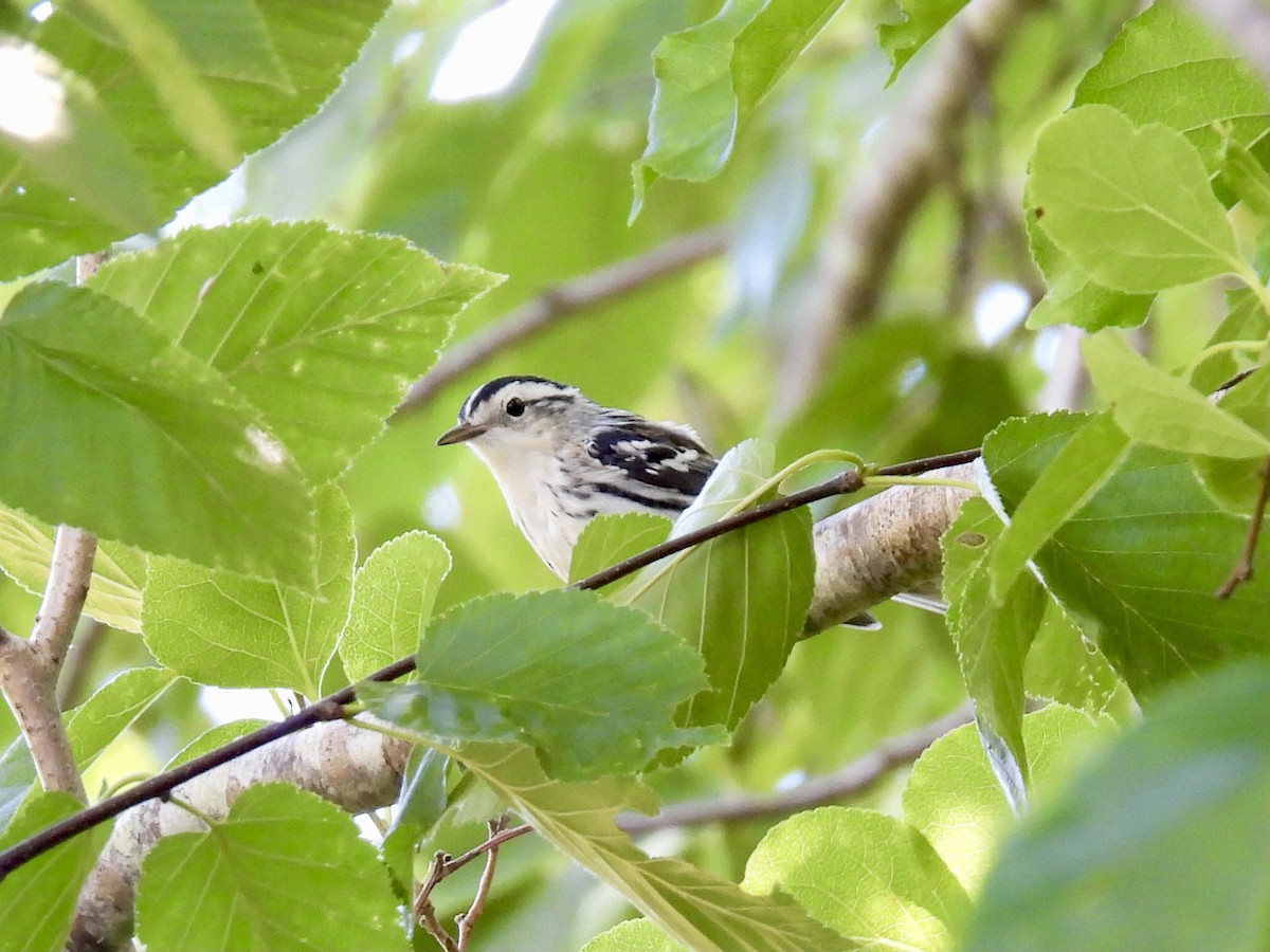 Black-and-white Warbler - ML621079642