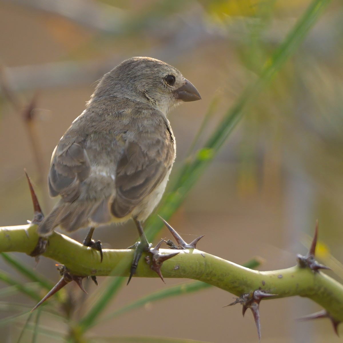 ML621079652 - Large Tree-Finch - Macaulay Library