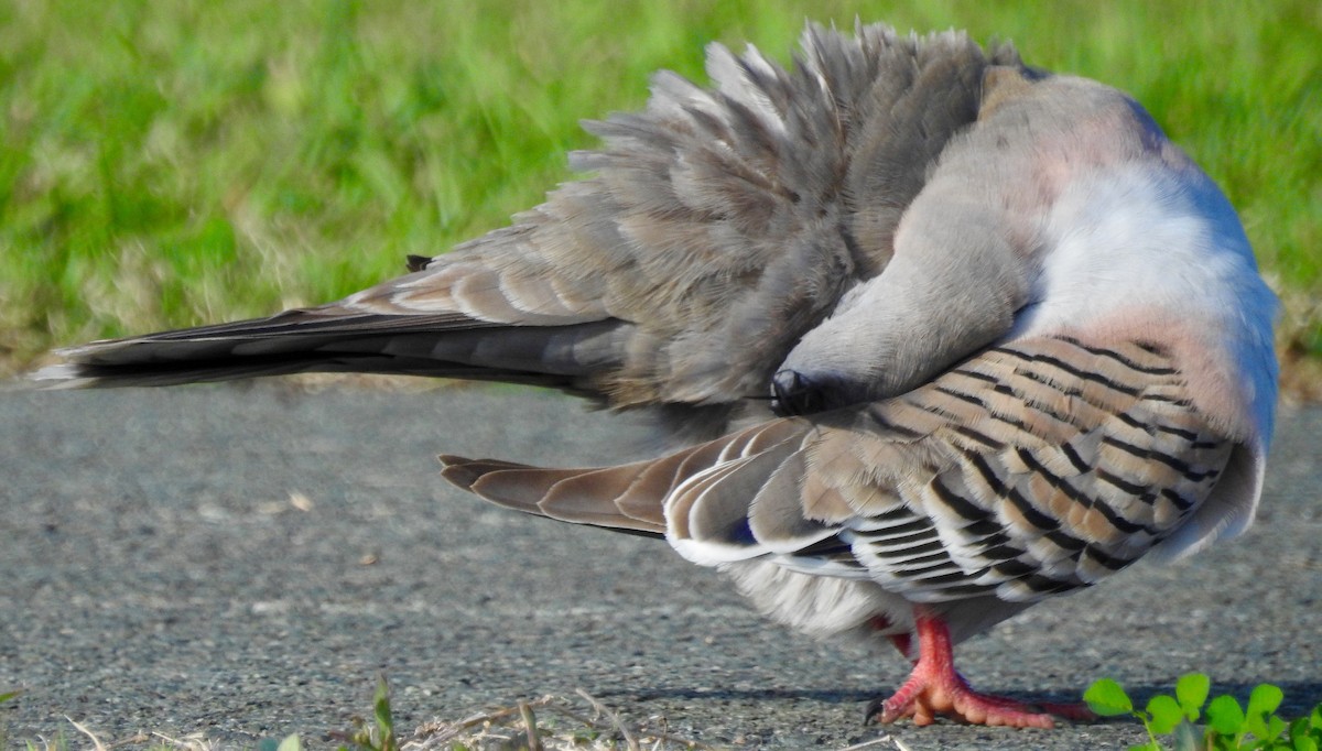 Crested Pigeon - ML62107971