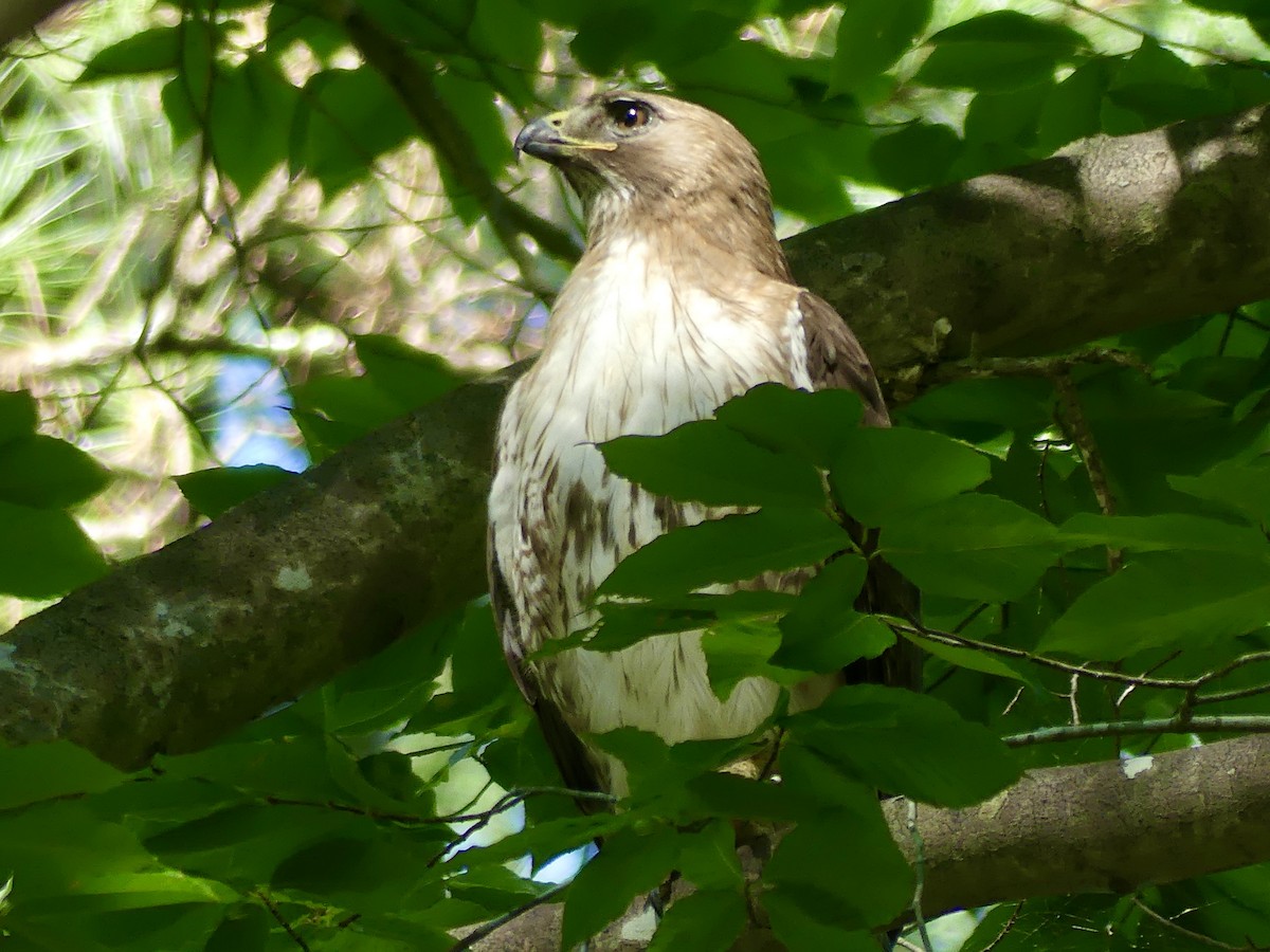Red-tailed Hawk - ML621079739