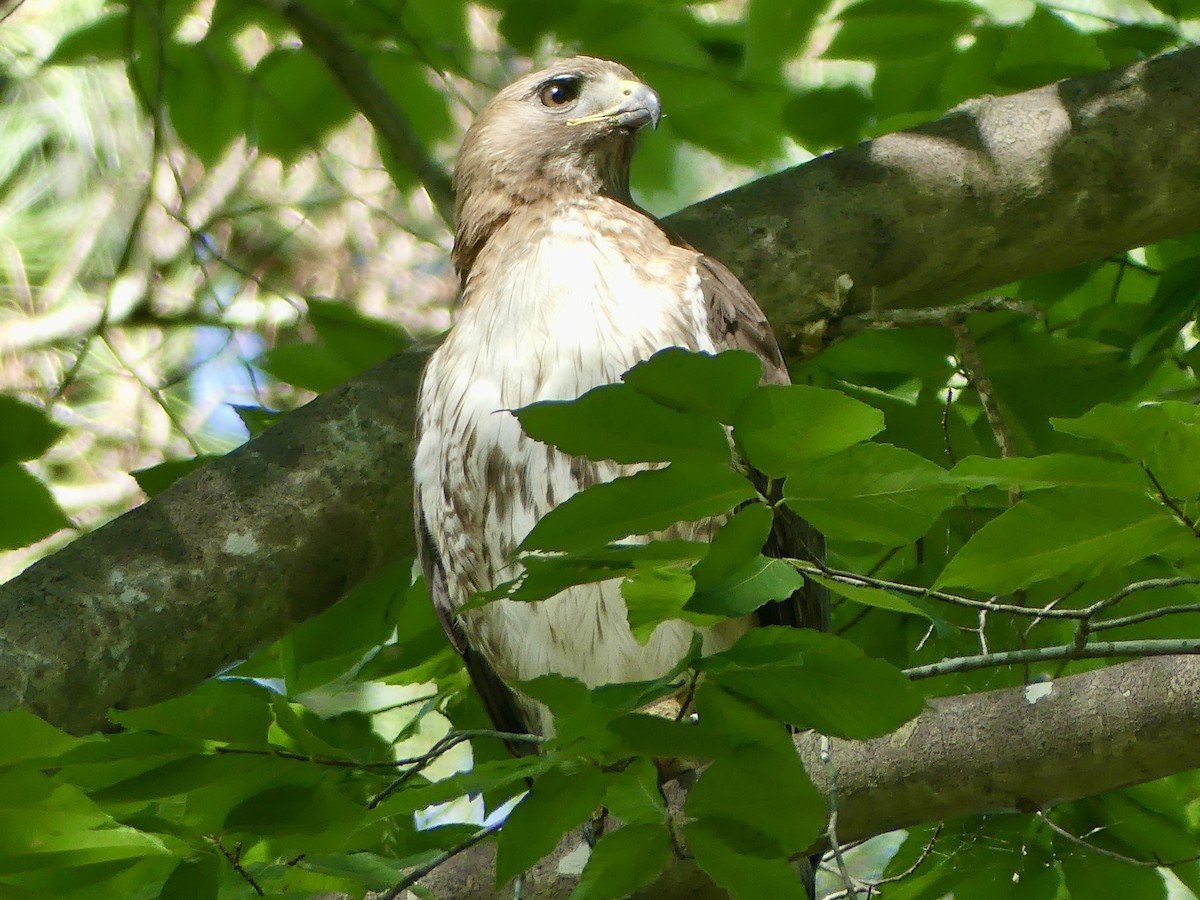 Red-tailed Hawk - ML621079740