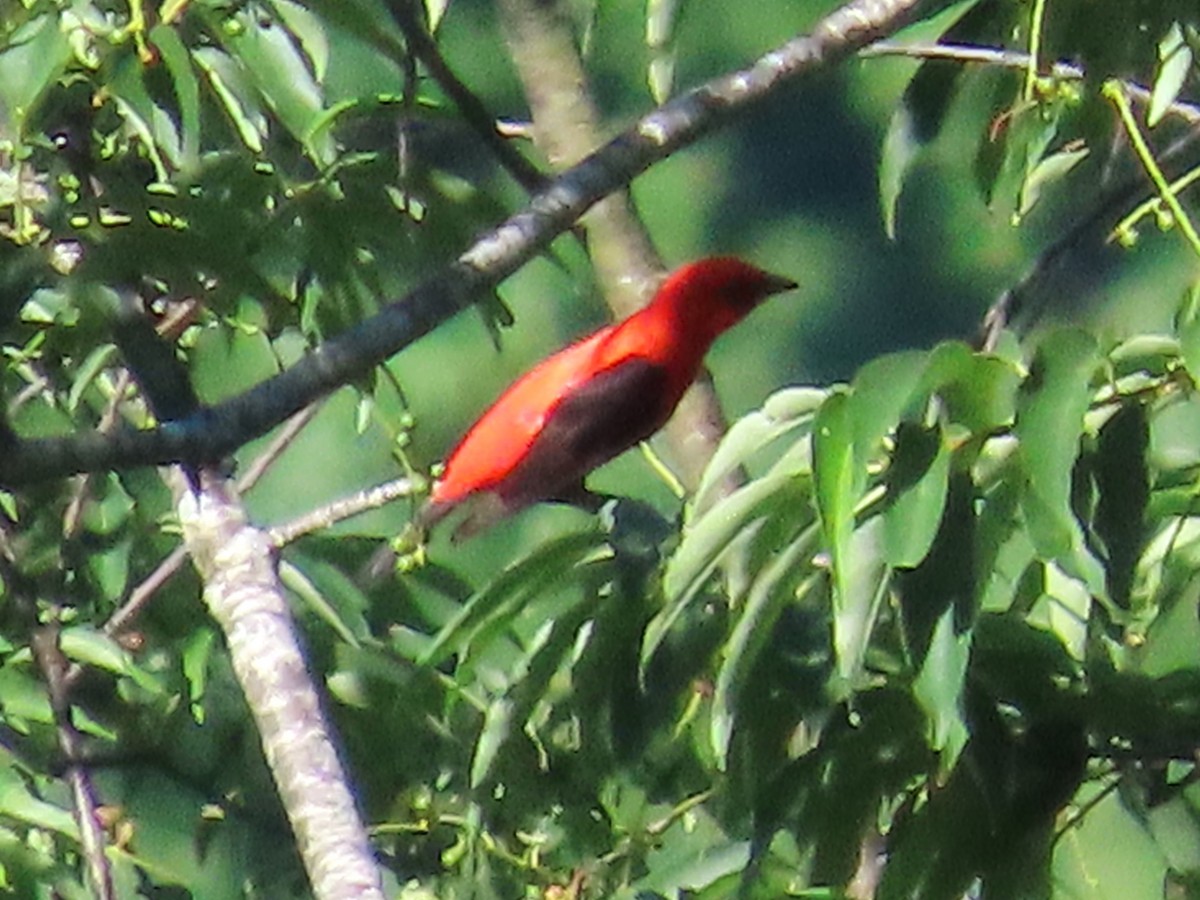 Scarlet Tanager - ML621079752