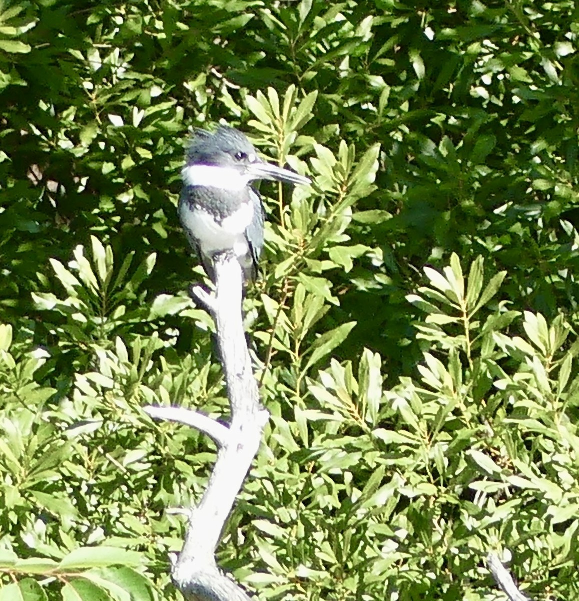 Belted Kingfisher - ML621079755