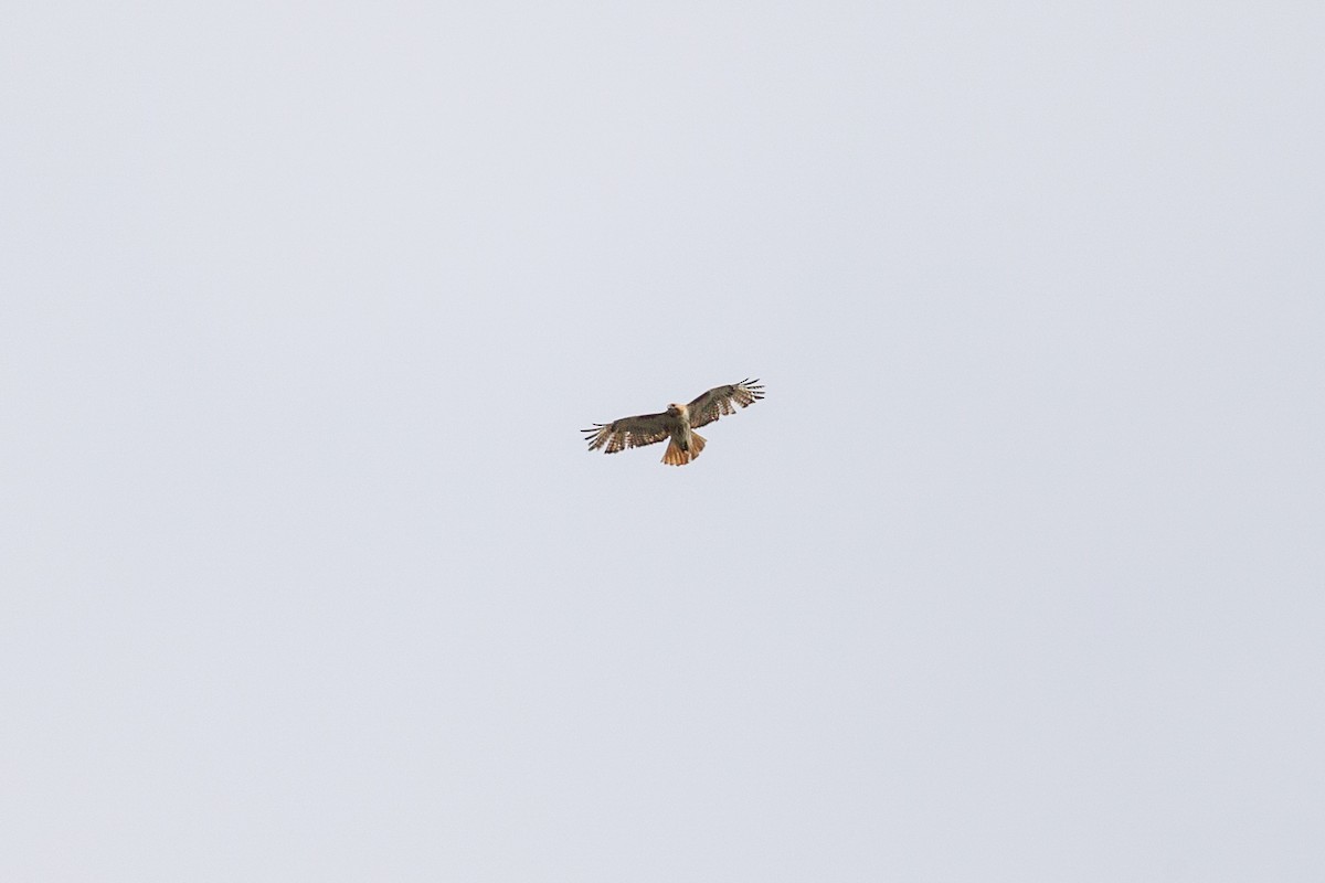 Red-tailed Hawk - ML621079764