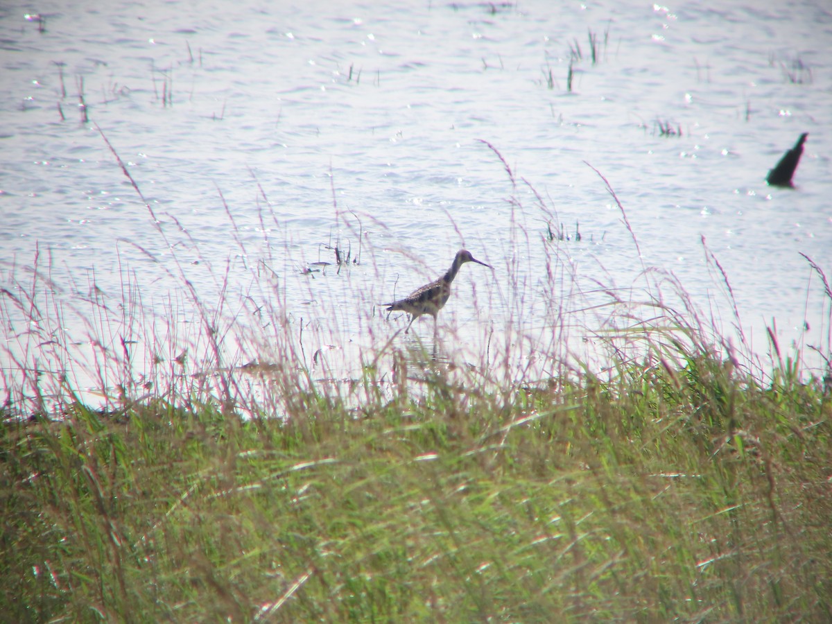 Greater Yellowlegs - ML621079813