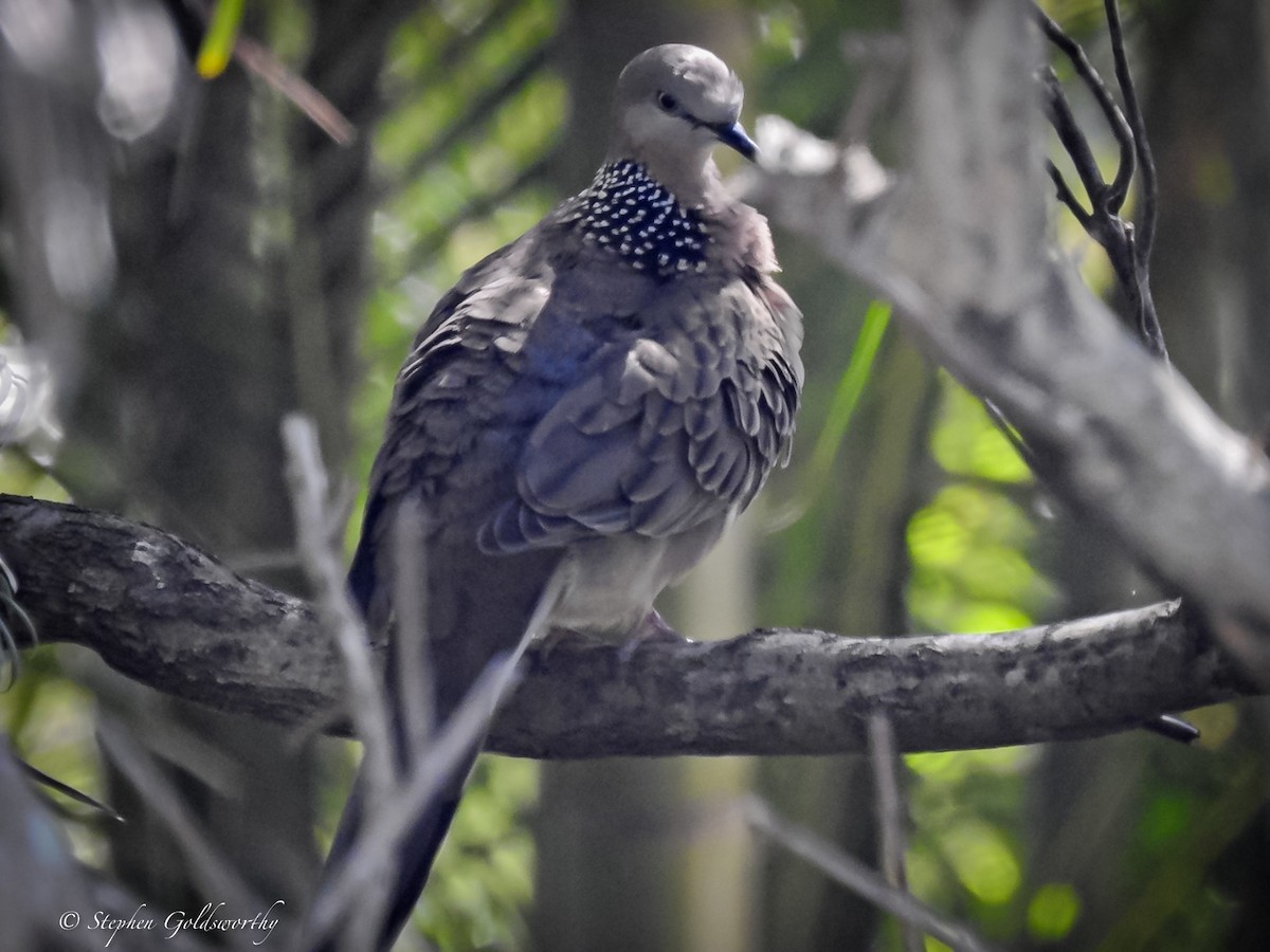 Spotted Dove - ML621079836