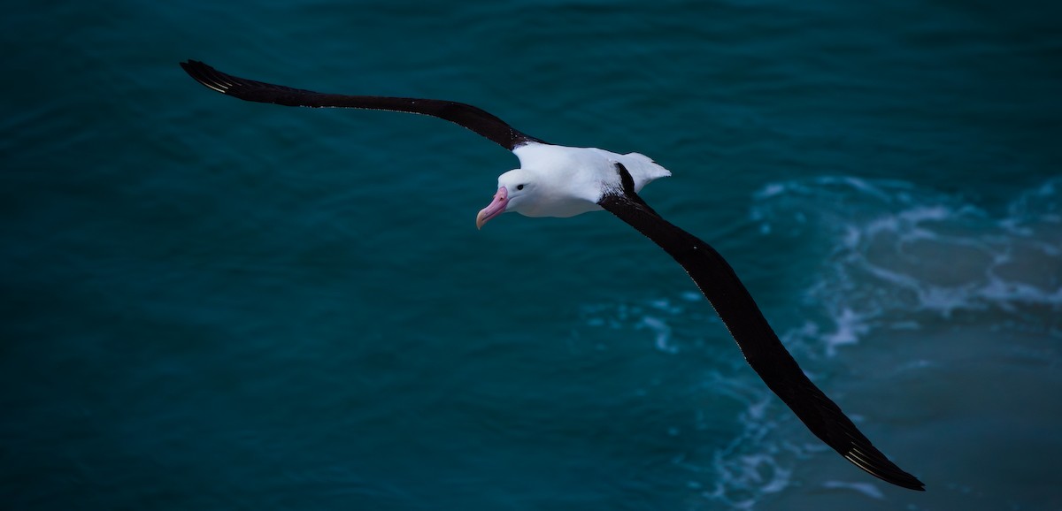 albatros královský - ML621079845