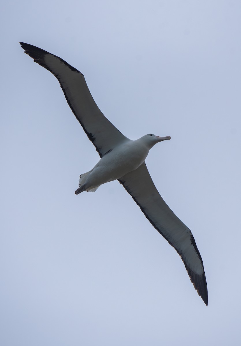 albatros královský - ML621079848