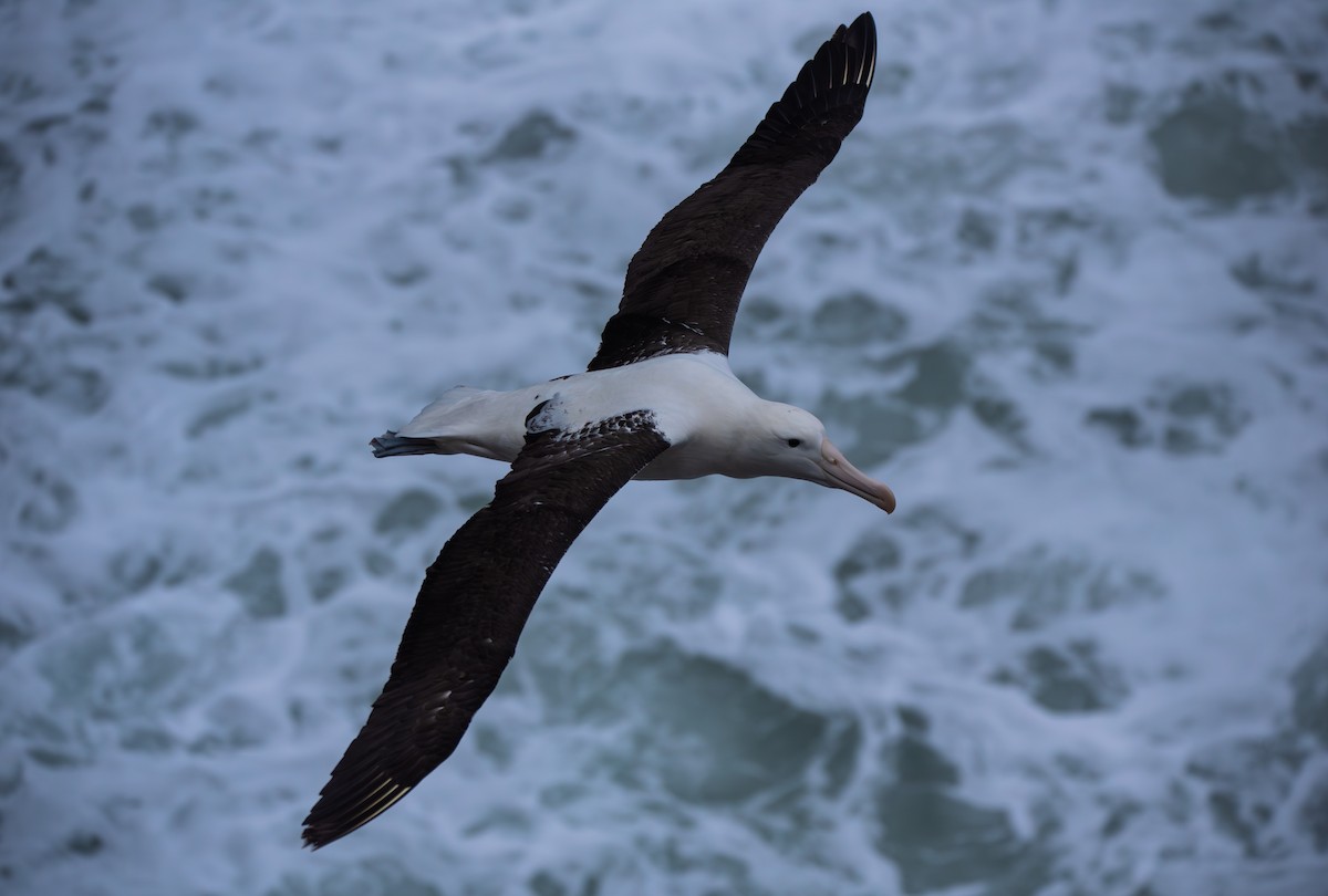 albatros královský - ML621079849