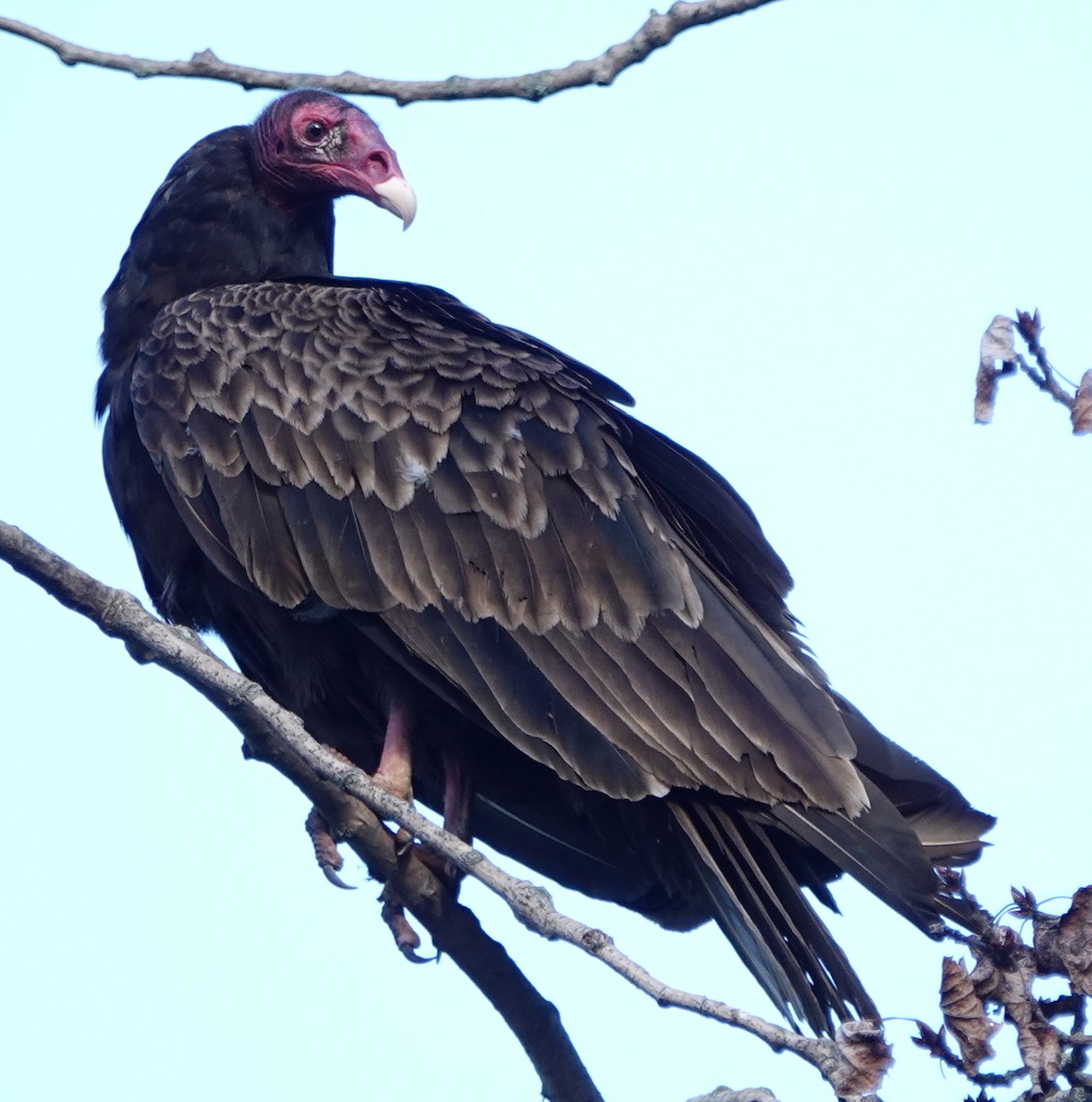 Turkey Vulture - ML621079850
