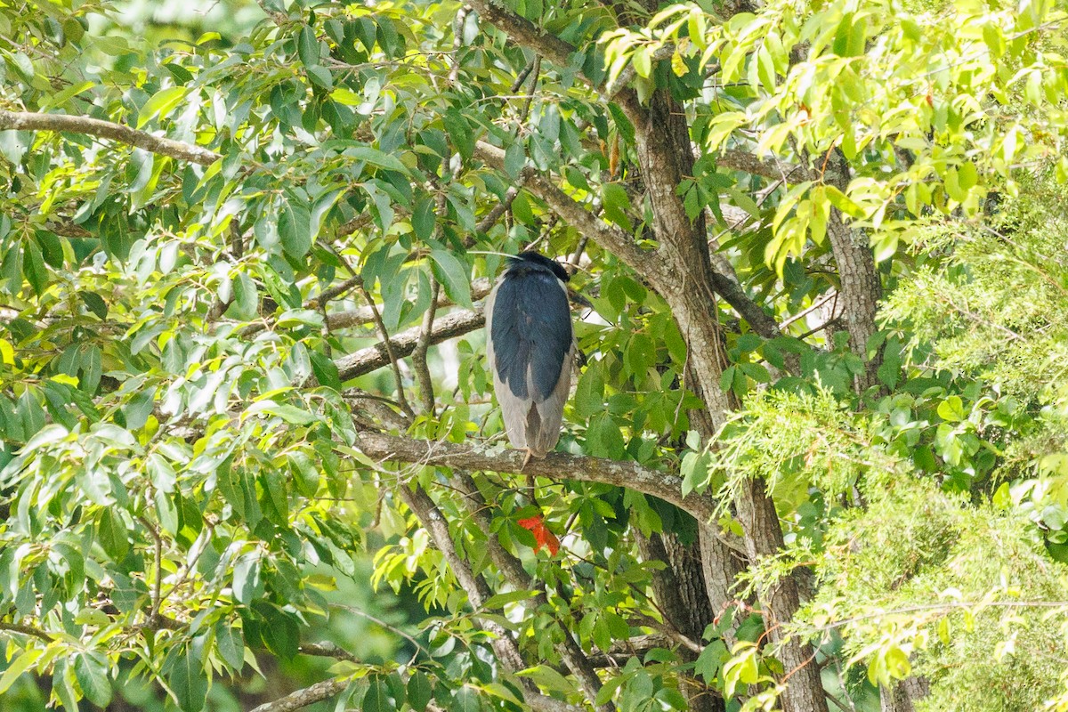 Black-crowned Night Heron - ML621079887