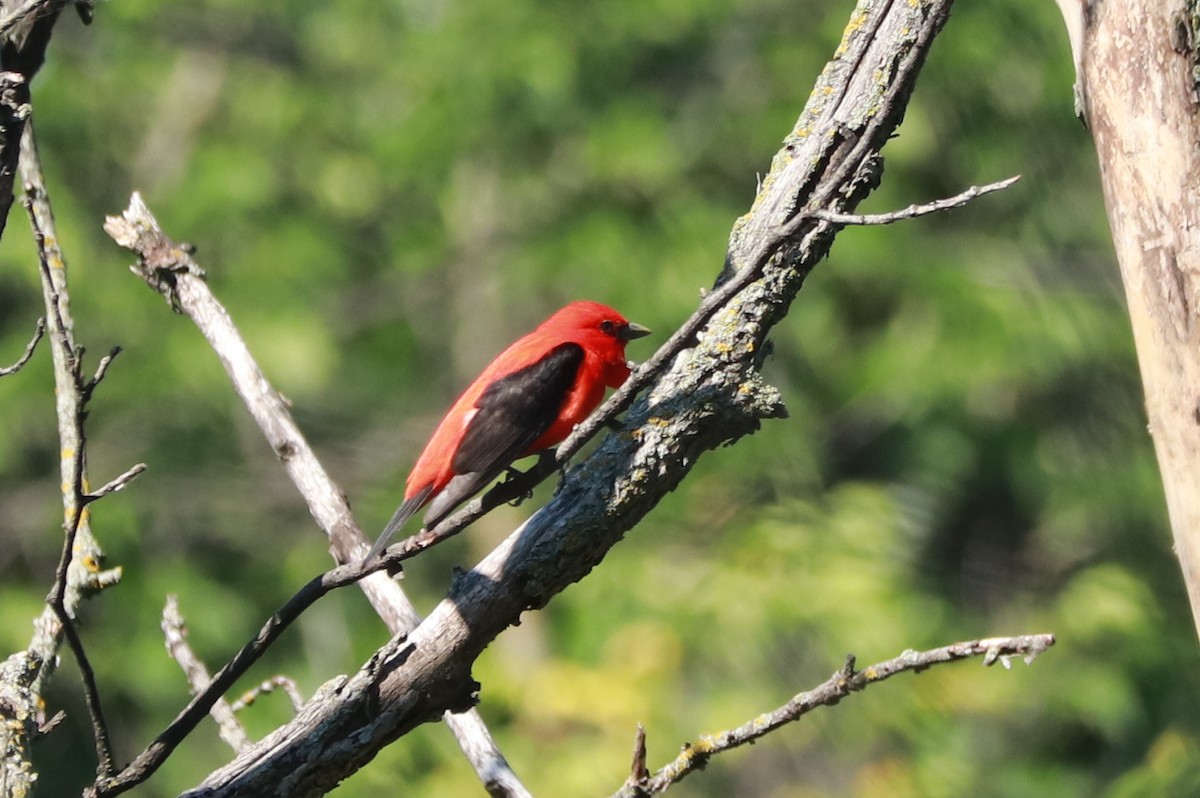 Scarlet Tanager - ML621079932