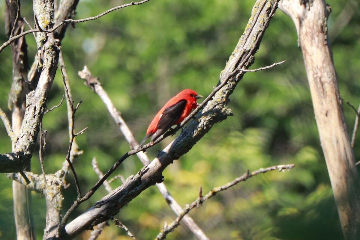 Scarlet Tanager - ML621079933