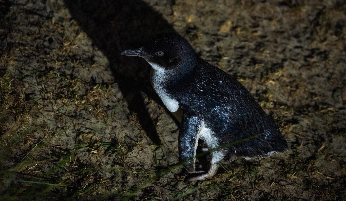 Пінгвін малий - ML621079937