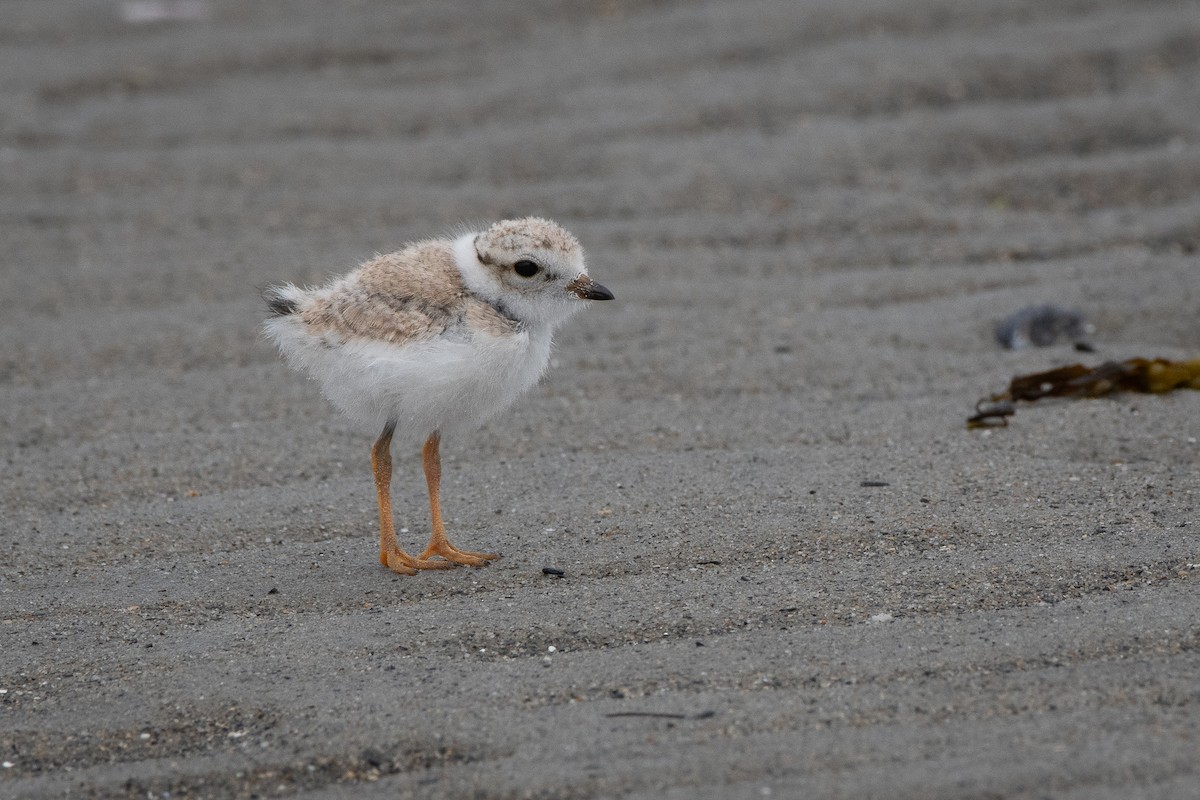 Piping Plover - ML621079946