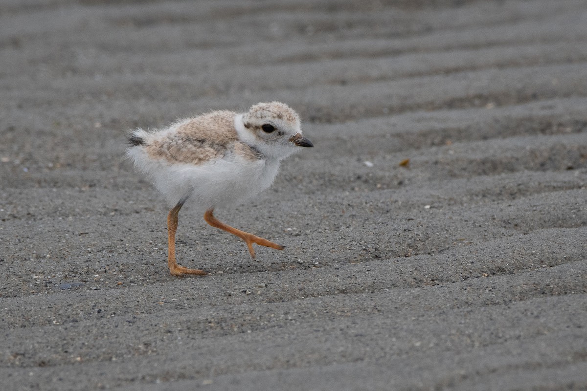 Piping Plover - ML621079948