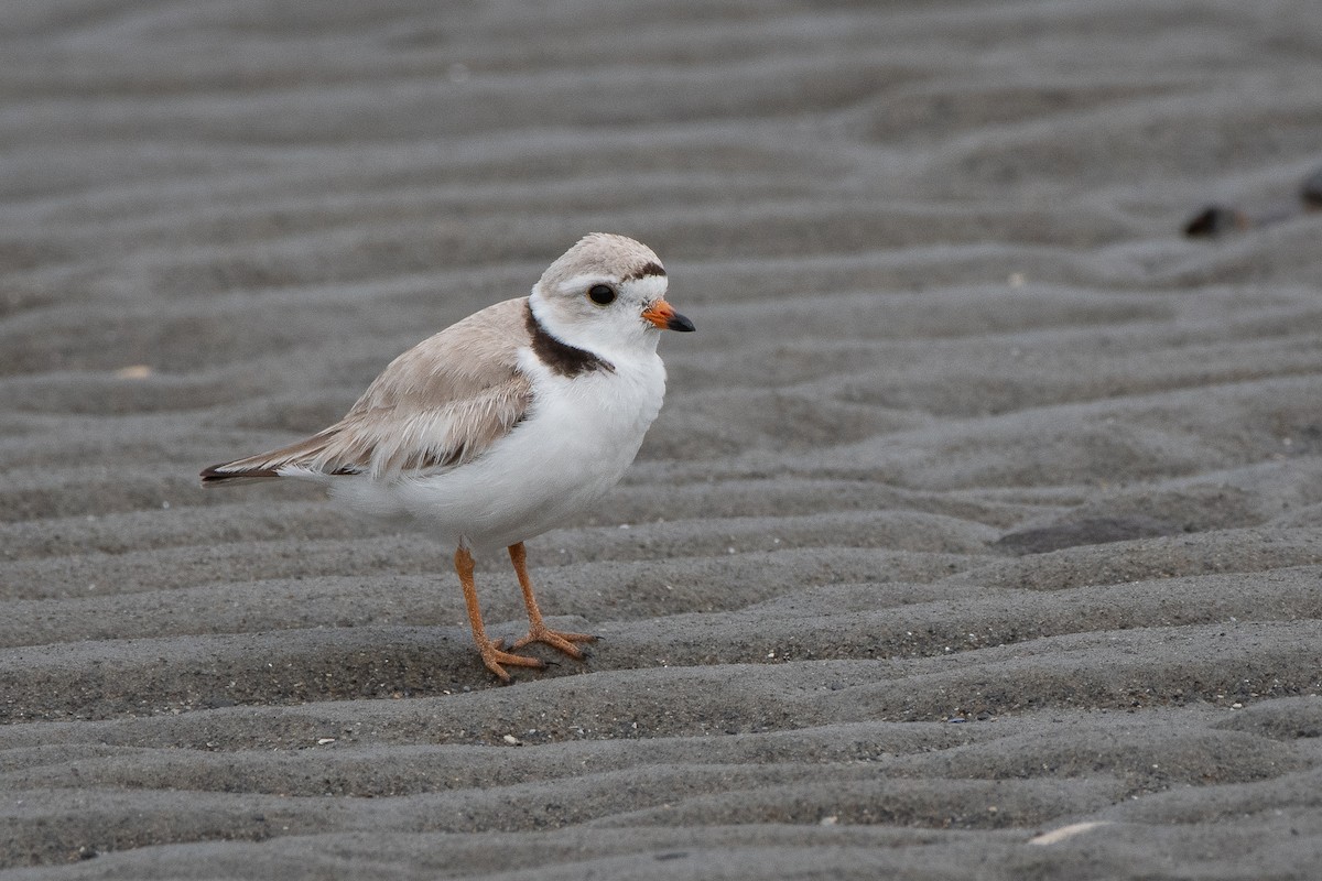 Piping Plover - ML621079963