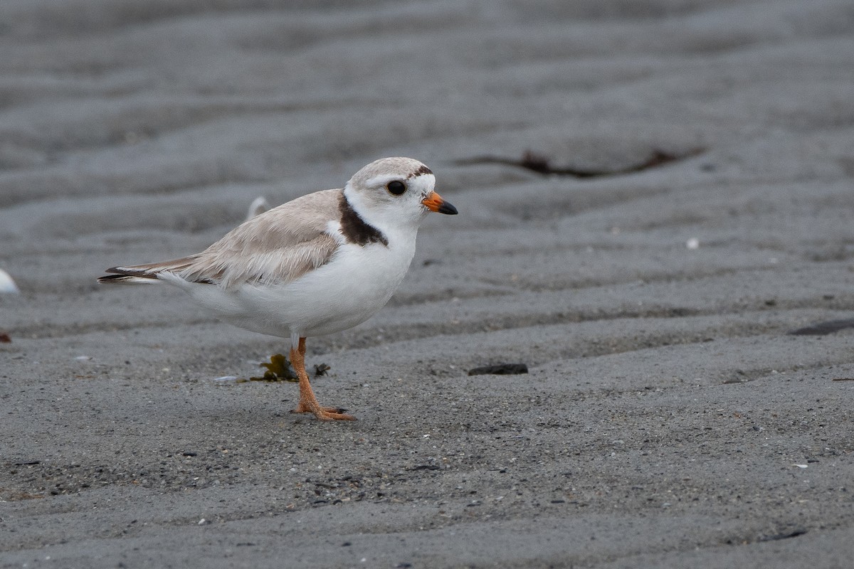 Piping Plover - ML621079964