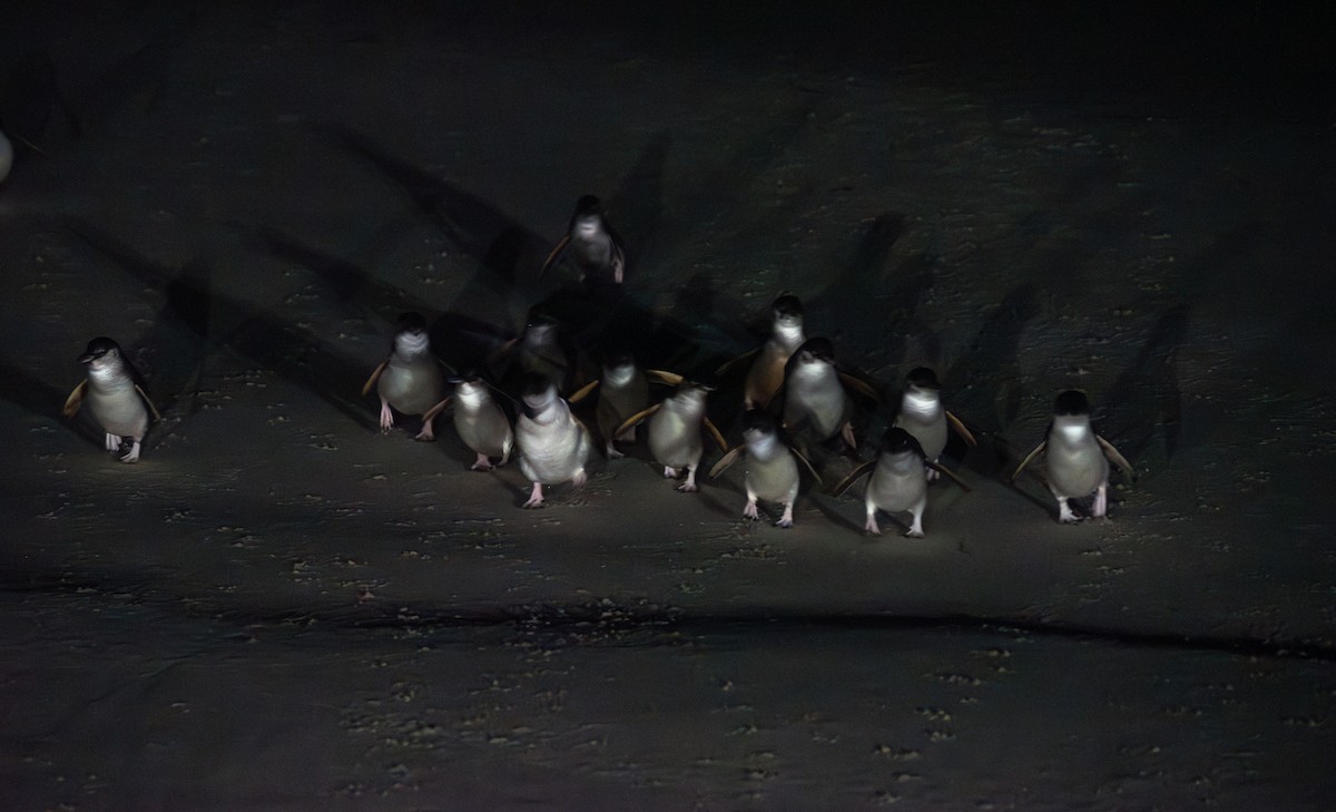 tučňák nejmenší - ML621079989
