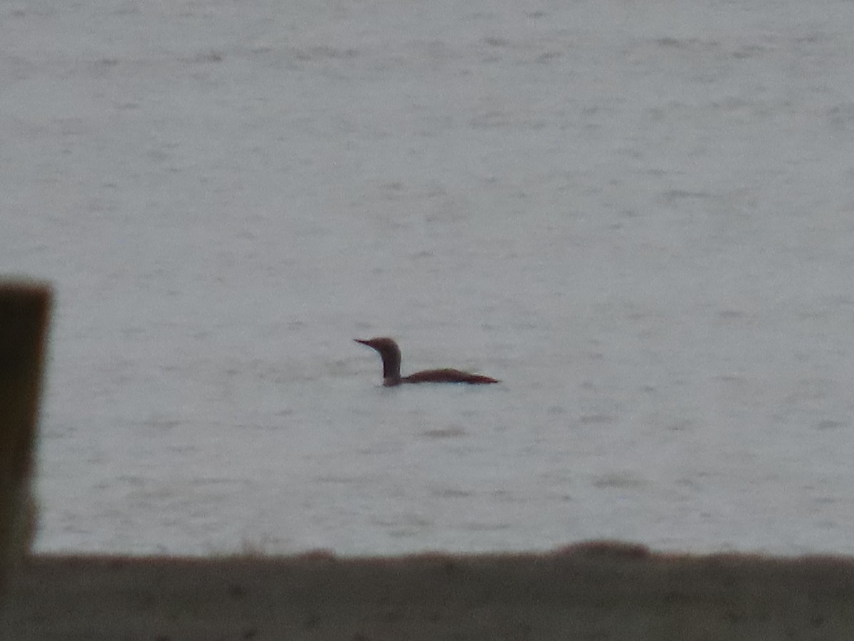 Red-throated Loon - ML621079997