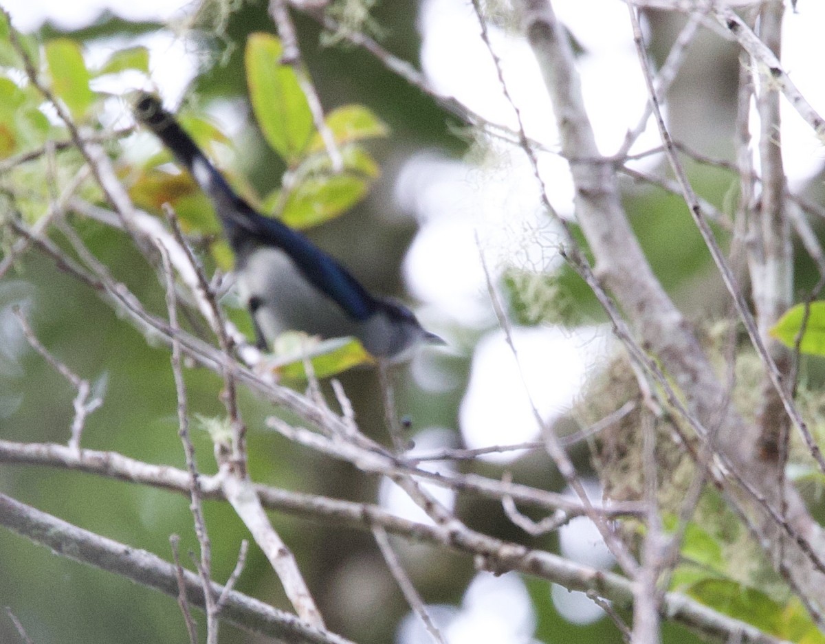 Fan-tailed Berrypecker - ML621080005