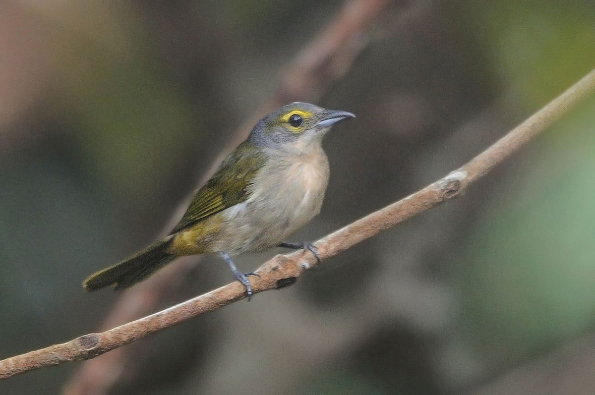 Fulvous-crested Tanager - Guilherme Serpa