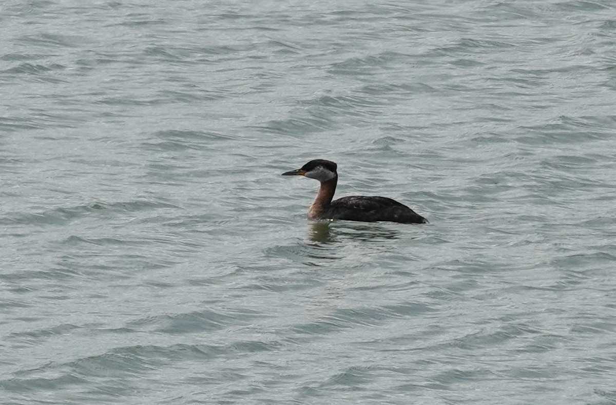 Red-necked Grebe - ML621080049