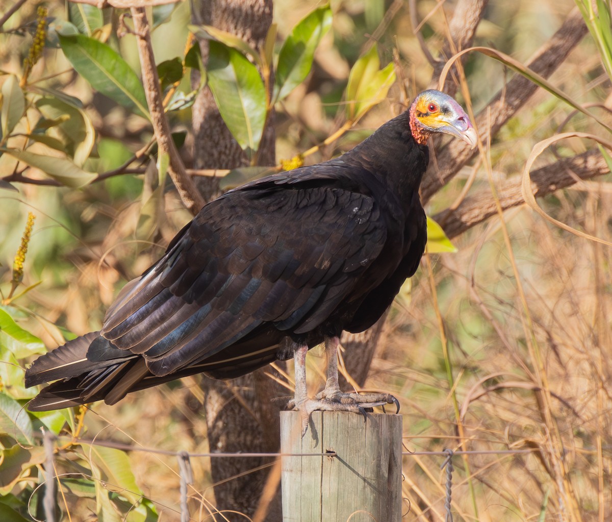 Lesser Yellow-headed Vulture - ML621080050