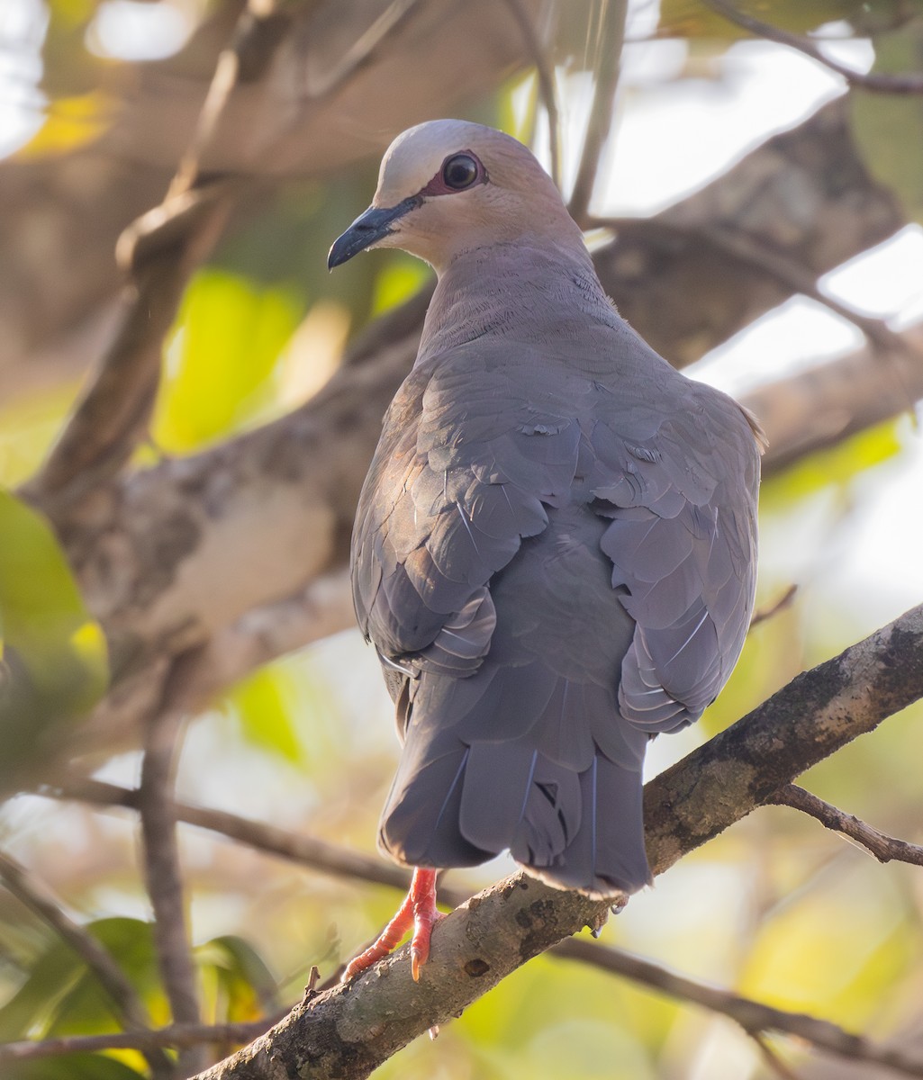 Gray-fronted Dove - ML621080056