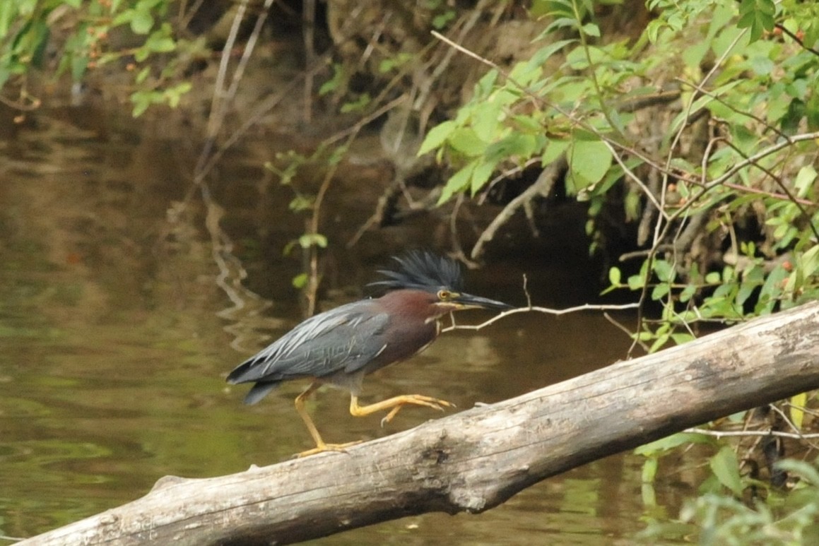Green Heron - ML621080057