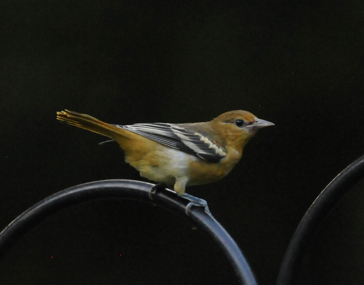 Baltimore Oriole - ML621080060
