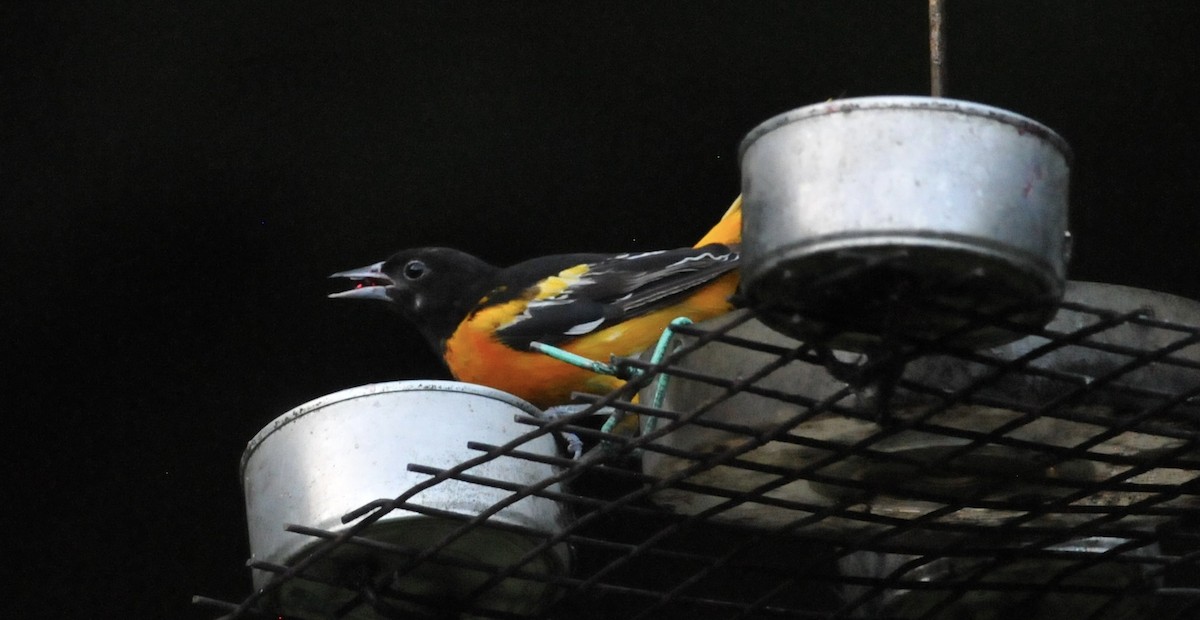 Baltimore Oriole - ML621080061