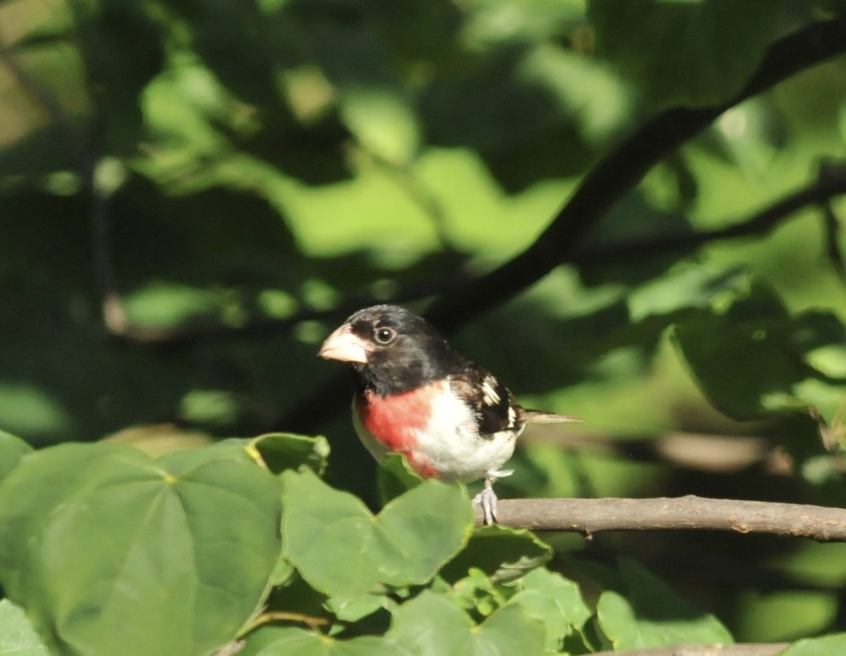 Rose-breasted Grosbeak - ML621080067