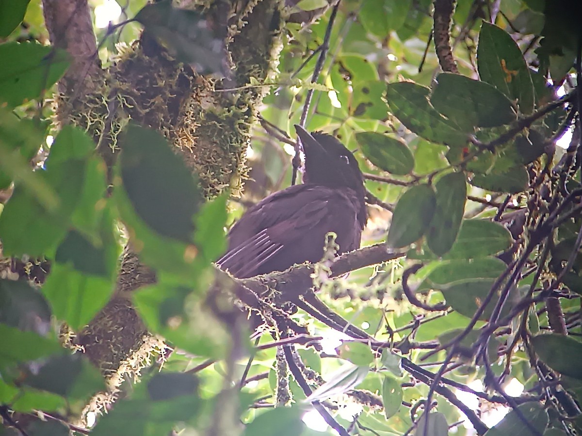 vranucha středoamerická - ML621080104