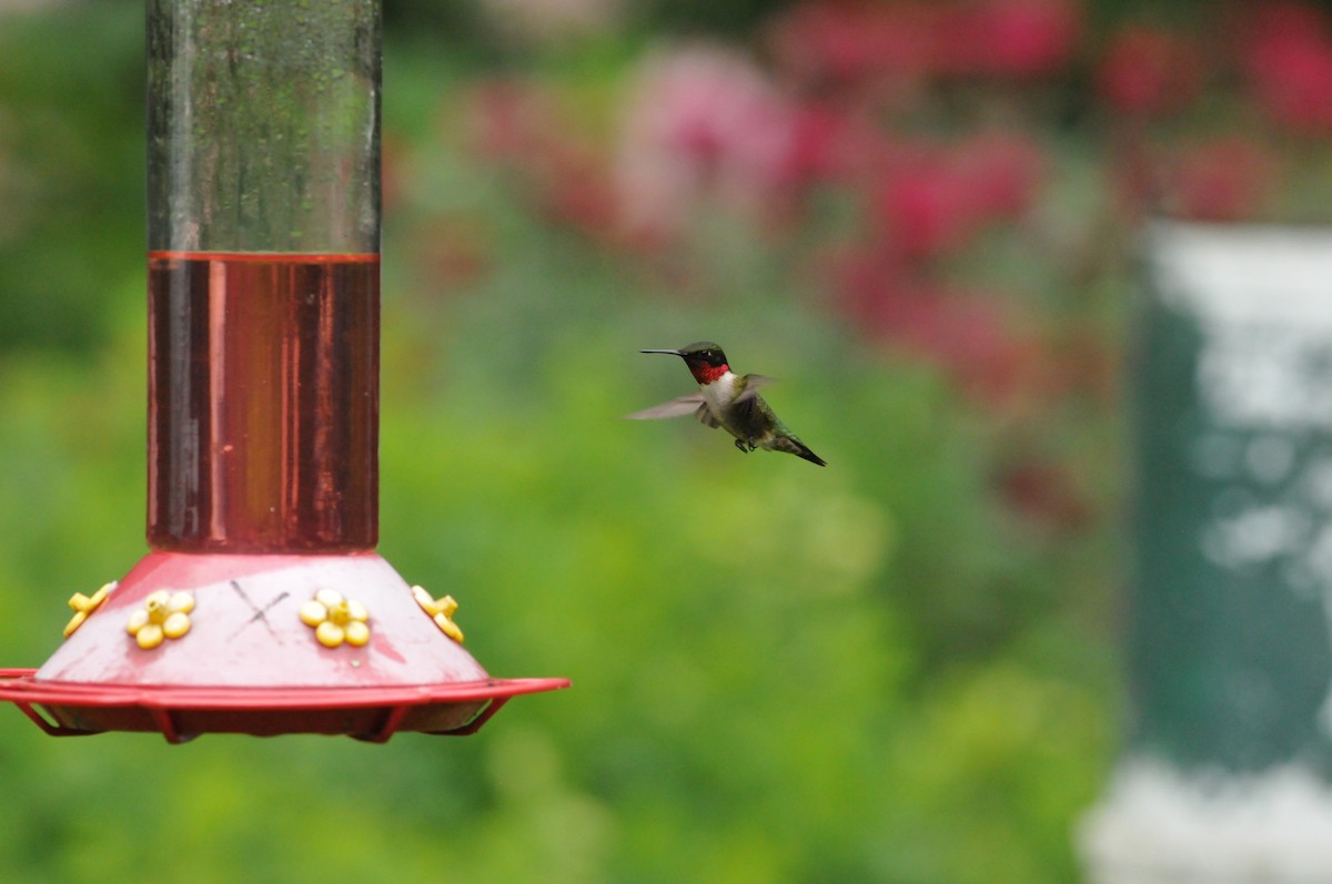 Ruby-throated Hummingbird - ML621080105