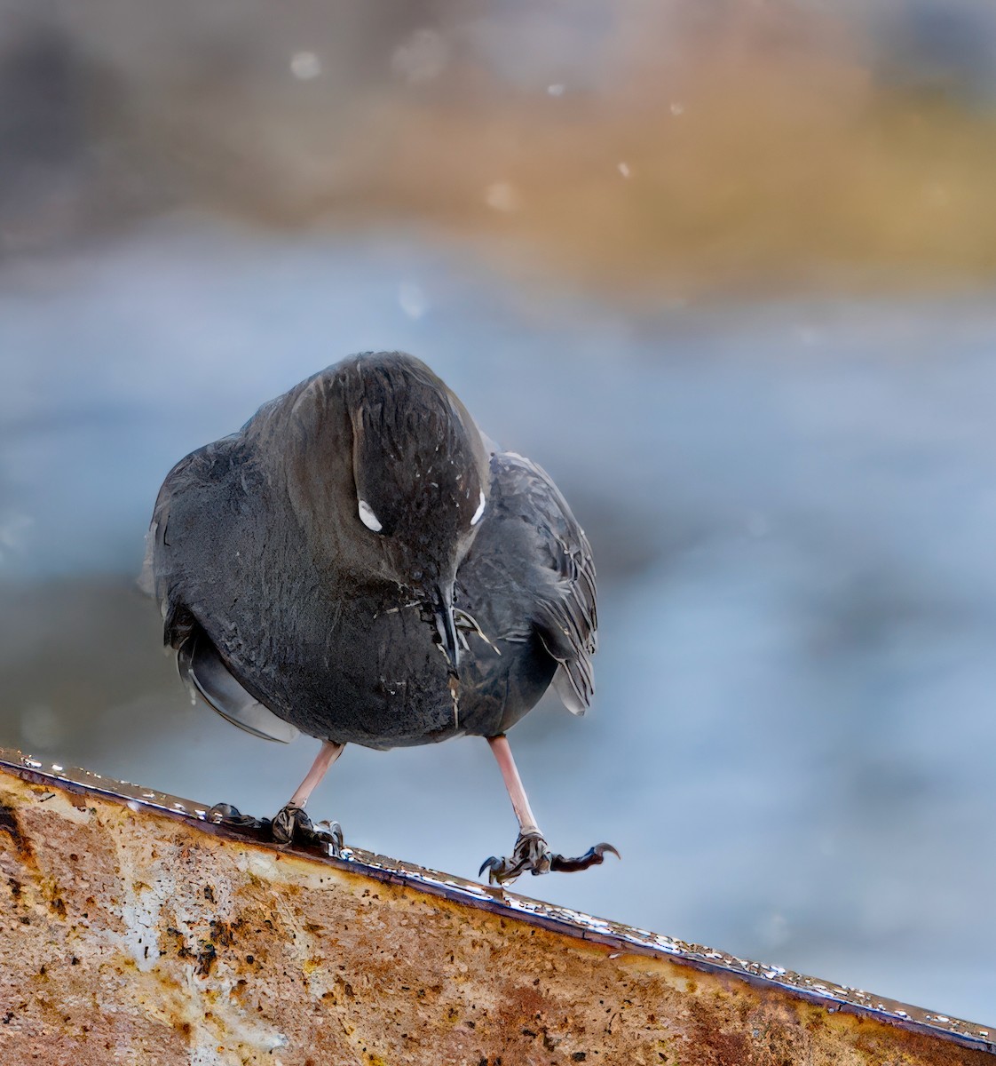 American Dipper - ML621080106