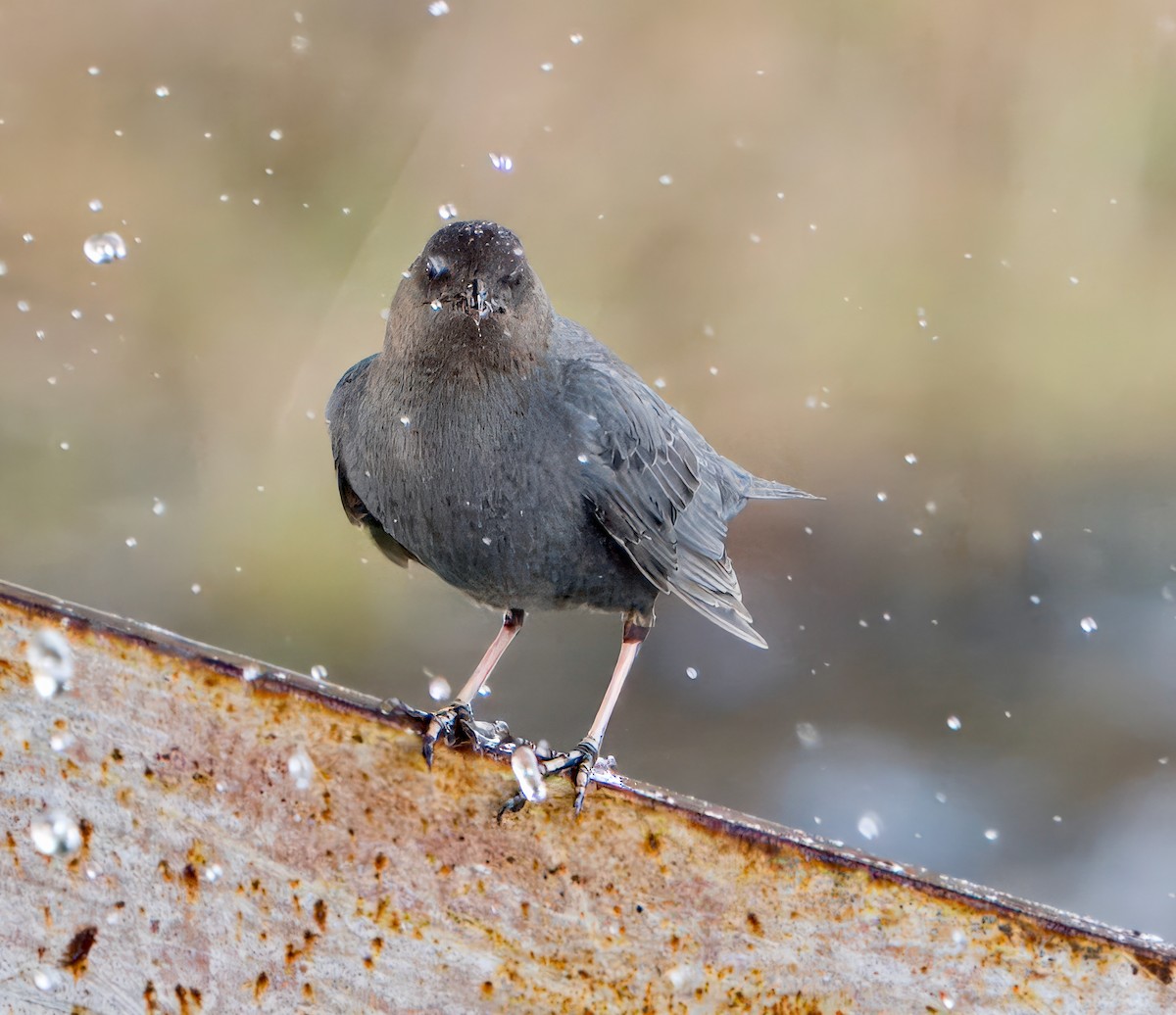 American Dipper - ML621080107