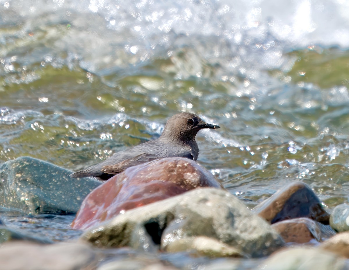 American Dipper - ML621080108